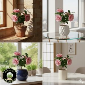 Chậu hoa Camellia mini - Mini Green - MG2804